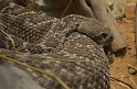 Kids_DZoo_Safari-I (66)